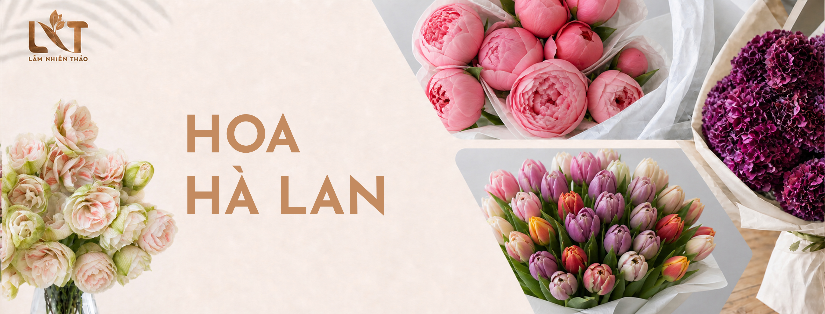 Hoa Hà Lan