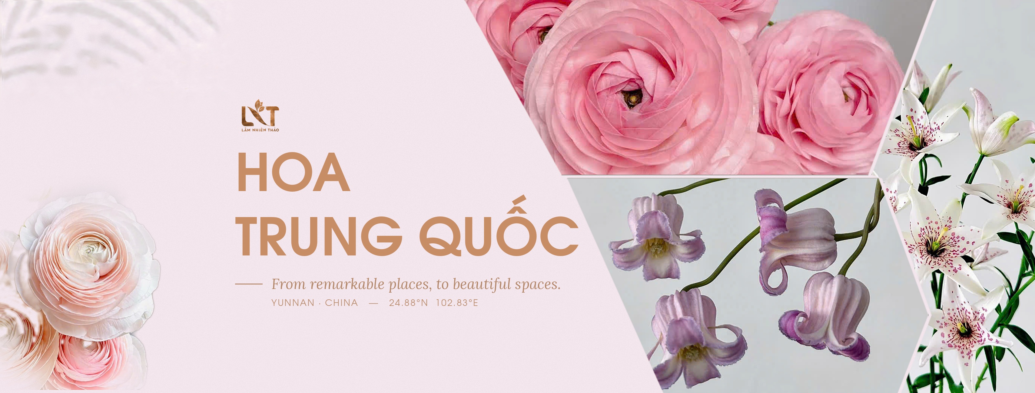 Hoa Trung Quốc - Kunming