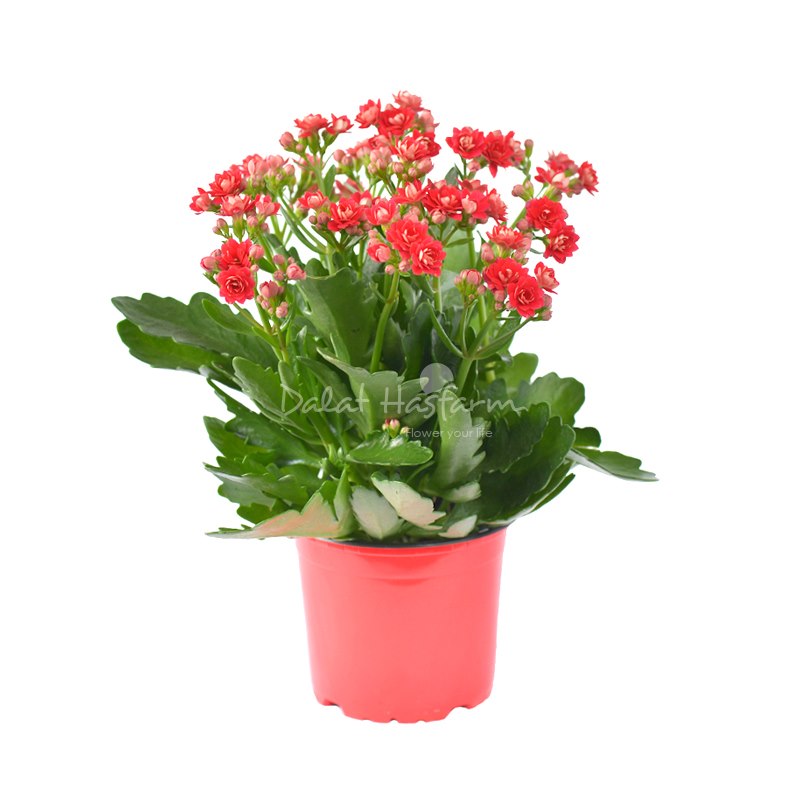 Chậu hoa Sống Đời (Size Trung)