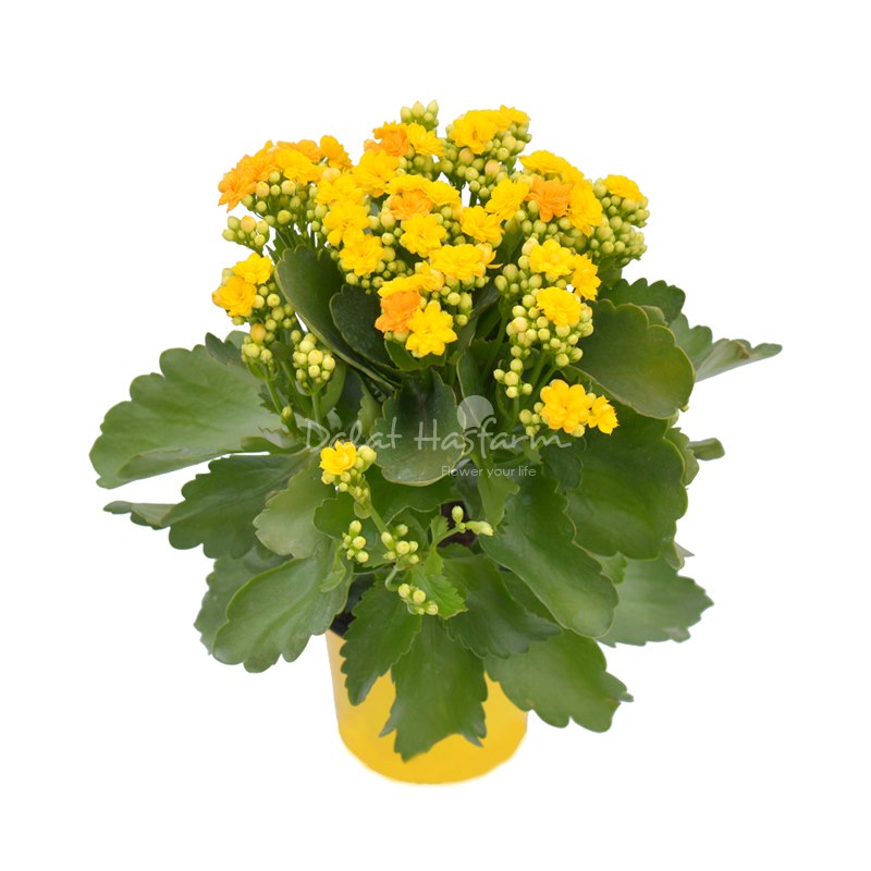 Chậu hoa Sống Đời (Size Trung)