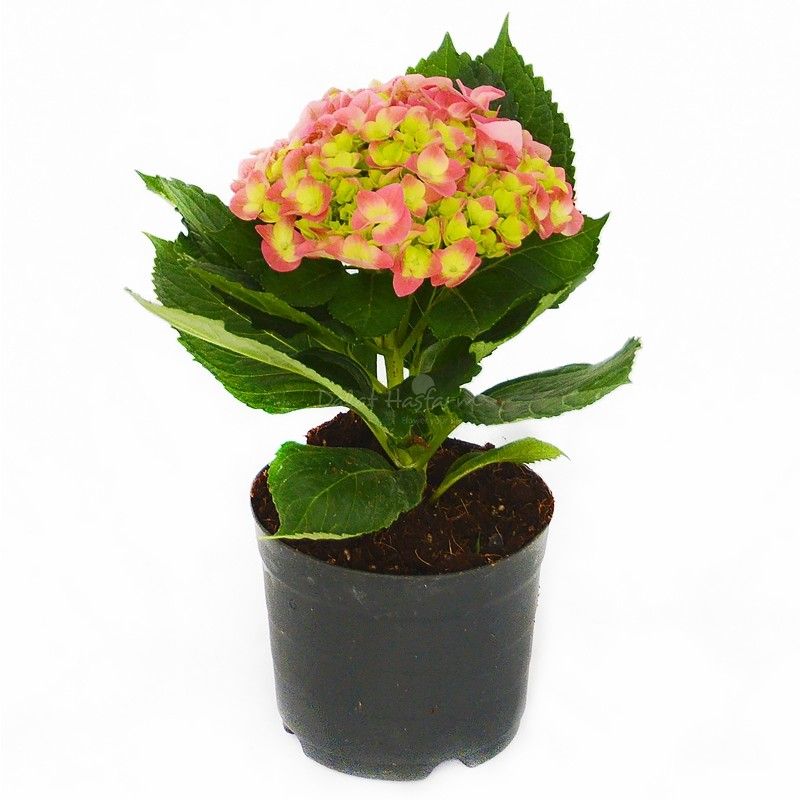 Chậu hoa cẩm tú cầu (Size lớn)