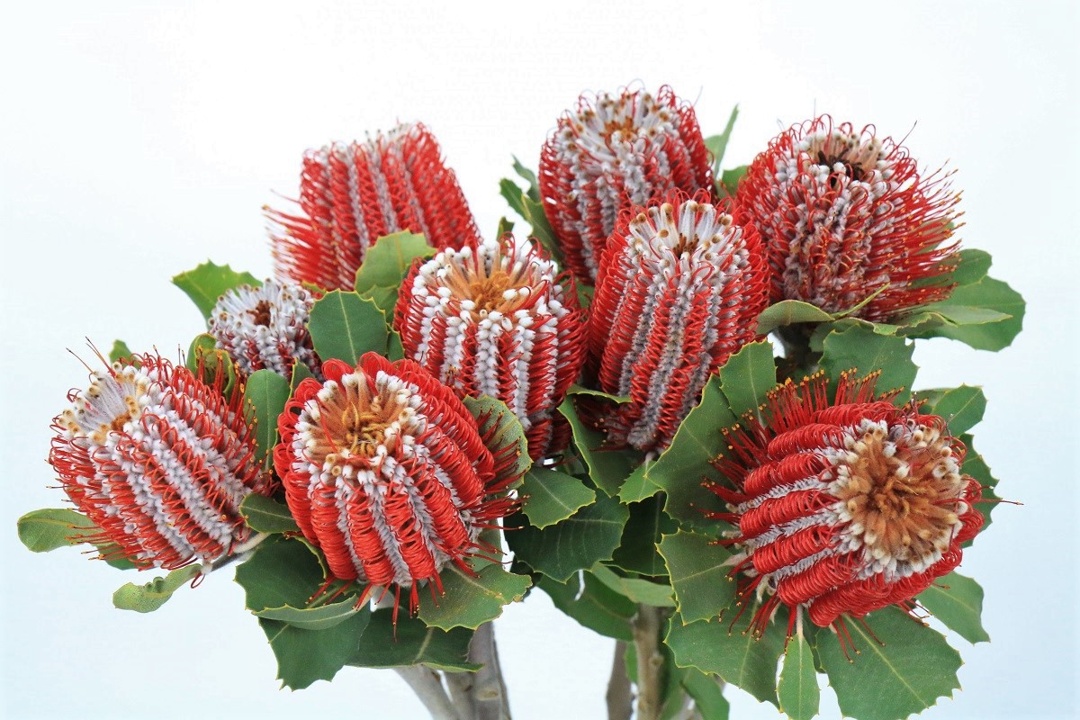 Banksia Coccinea (Đỏ)