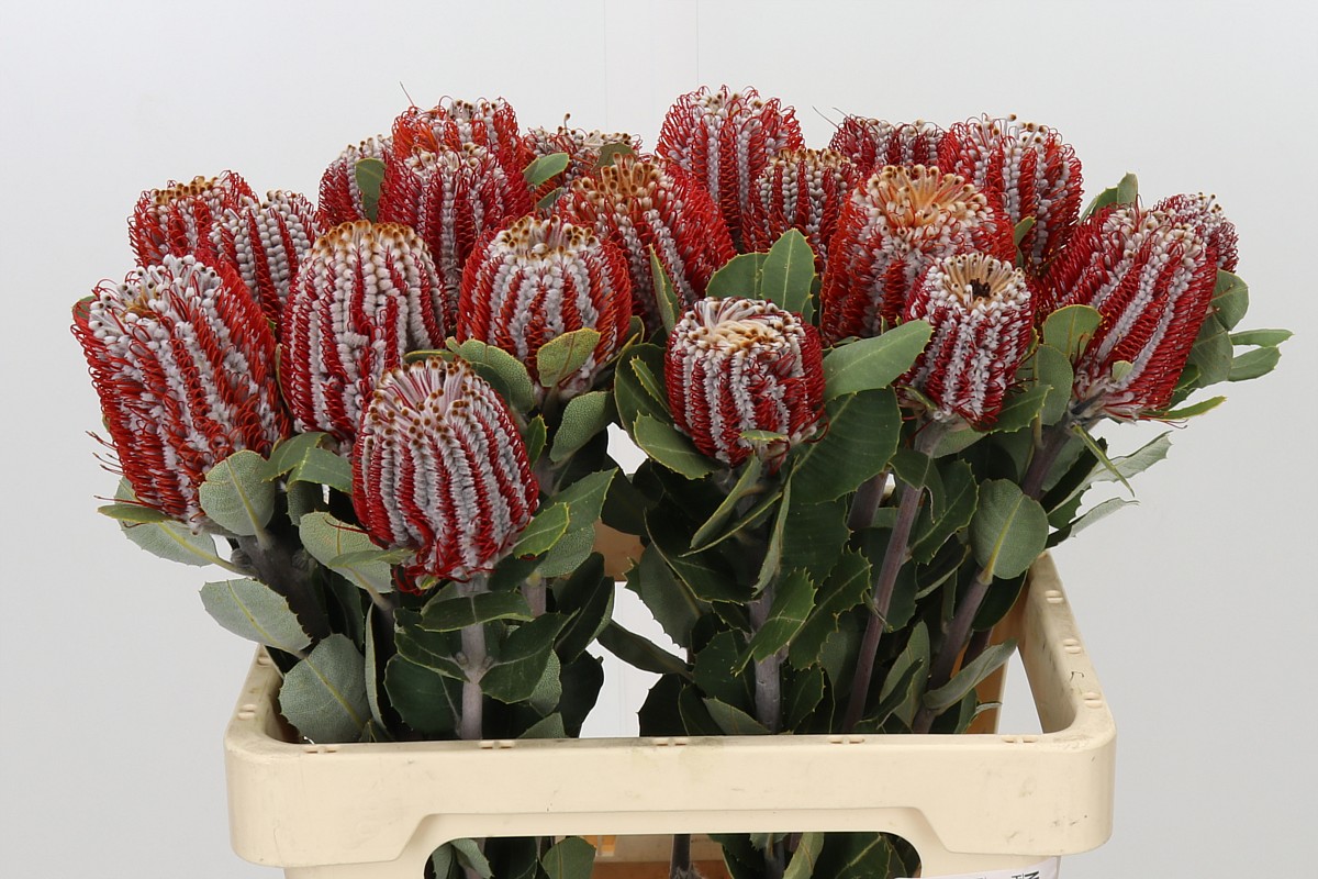 Banksia Coccinea (Đỏ)