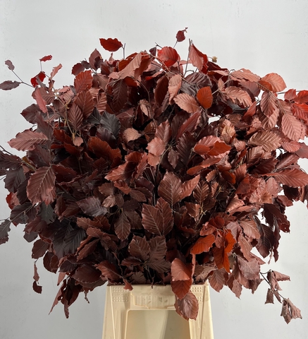 Lá Dẻ Gai Khô (Faggio Preserved Bordeaux)