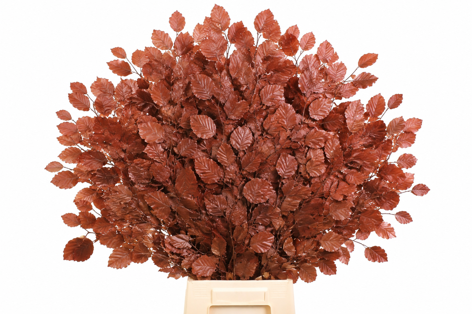 Lá Dẻ Gai Khô (Faggio Preserved Bordeaux)