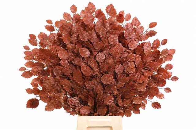 Lá Dẻ Gai Khô (Faggio Preserved Bordeaux)