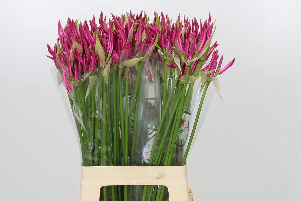 Nerine Favorite (Bỉ ngạn Hà Lan)