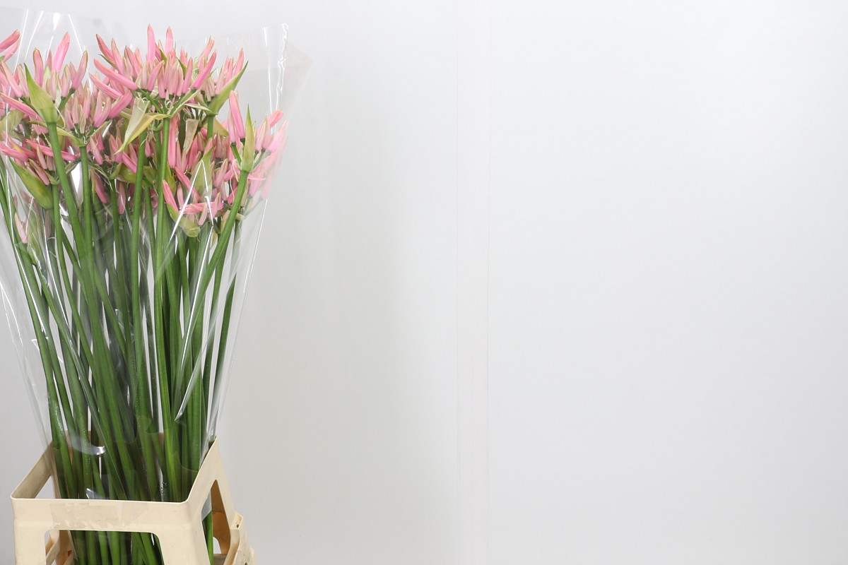 Nerine Casandra (Hồng nhạt)