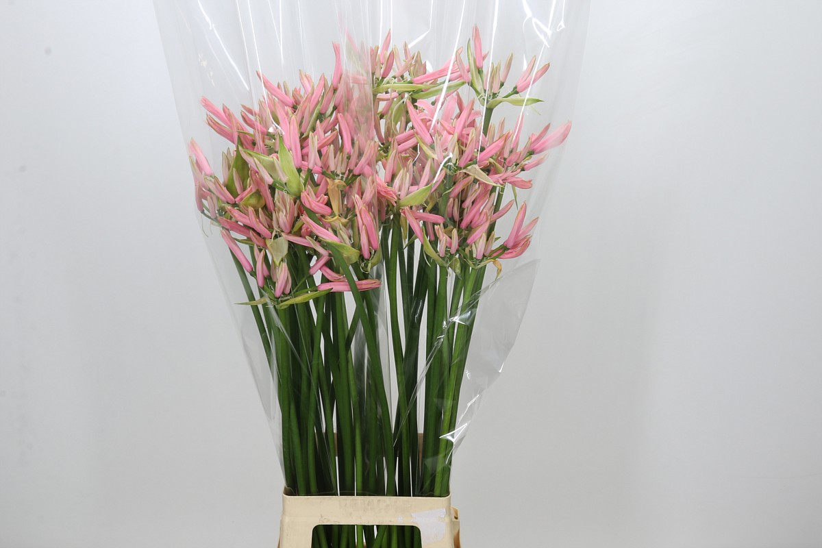 Nerine Casandra (Hồng nhạt)