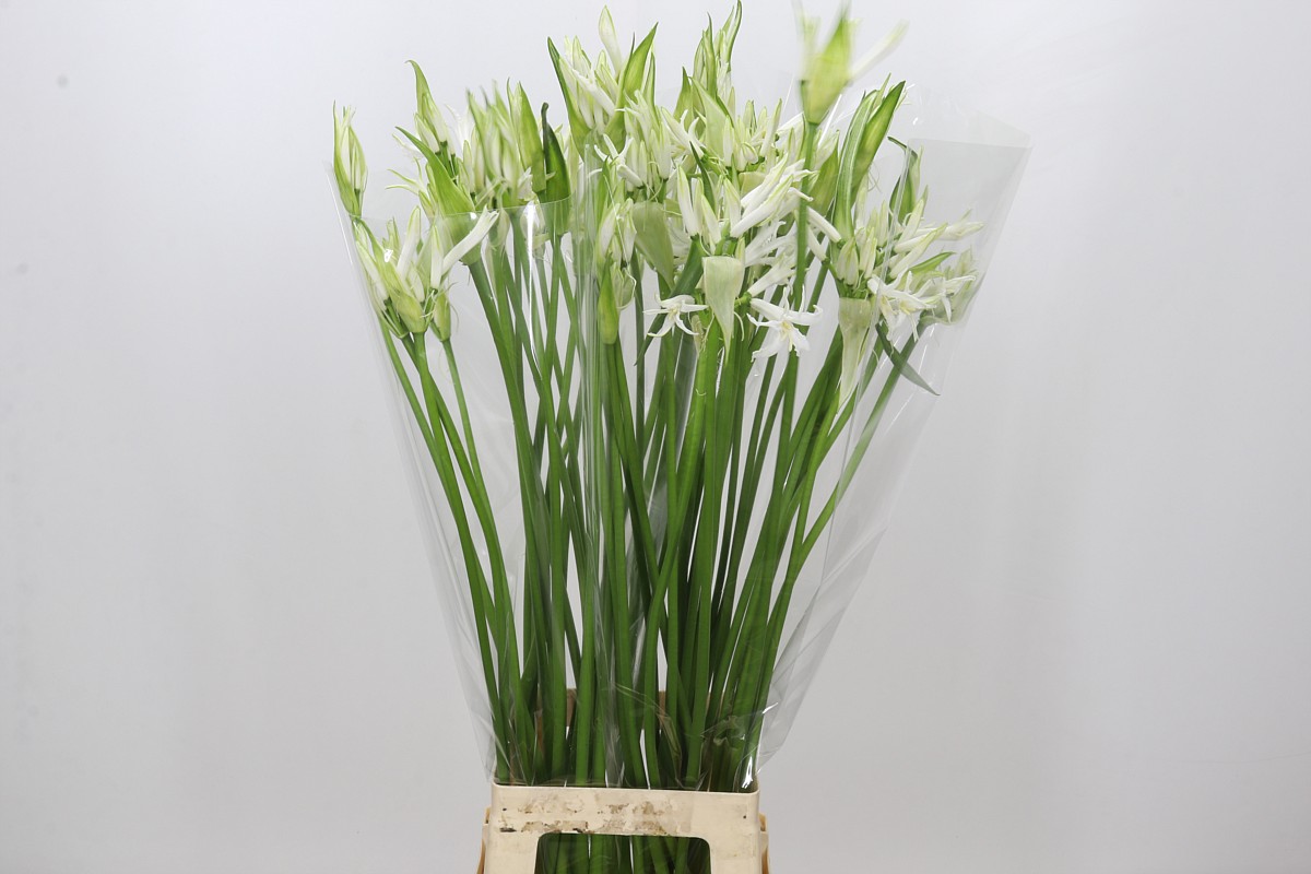 Nerine Artistiek (Trắng)