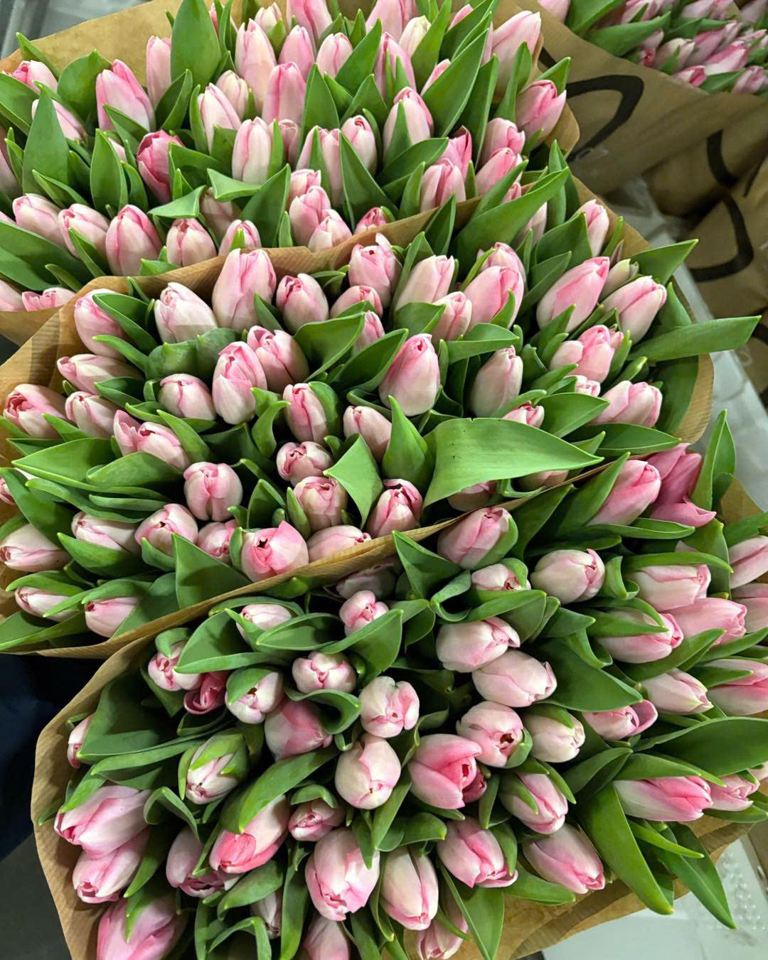 Tulip Dynasty (Hồng nhạt)