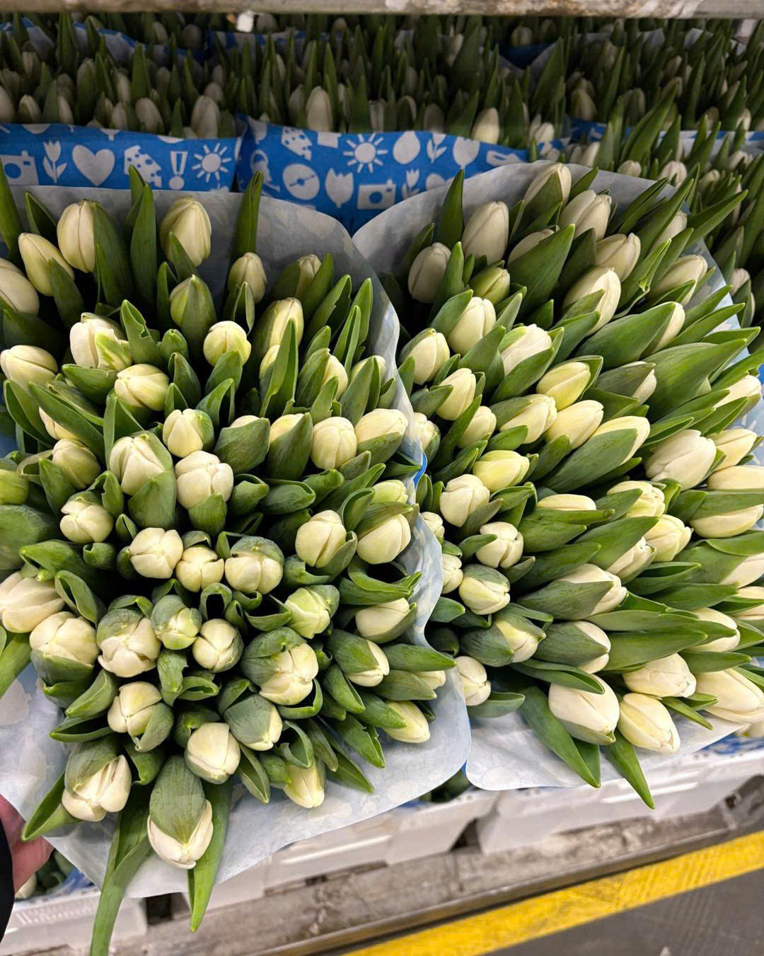 Tulip Antartica (Trắng)
