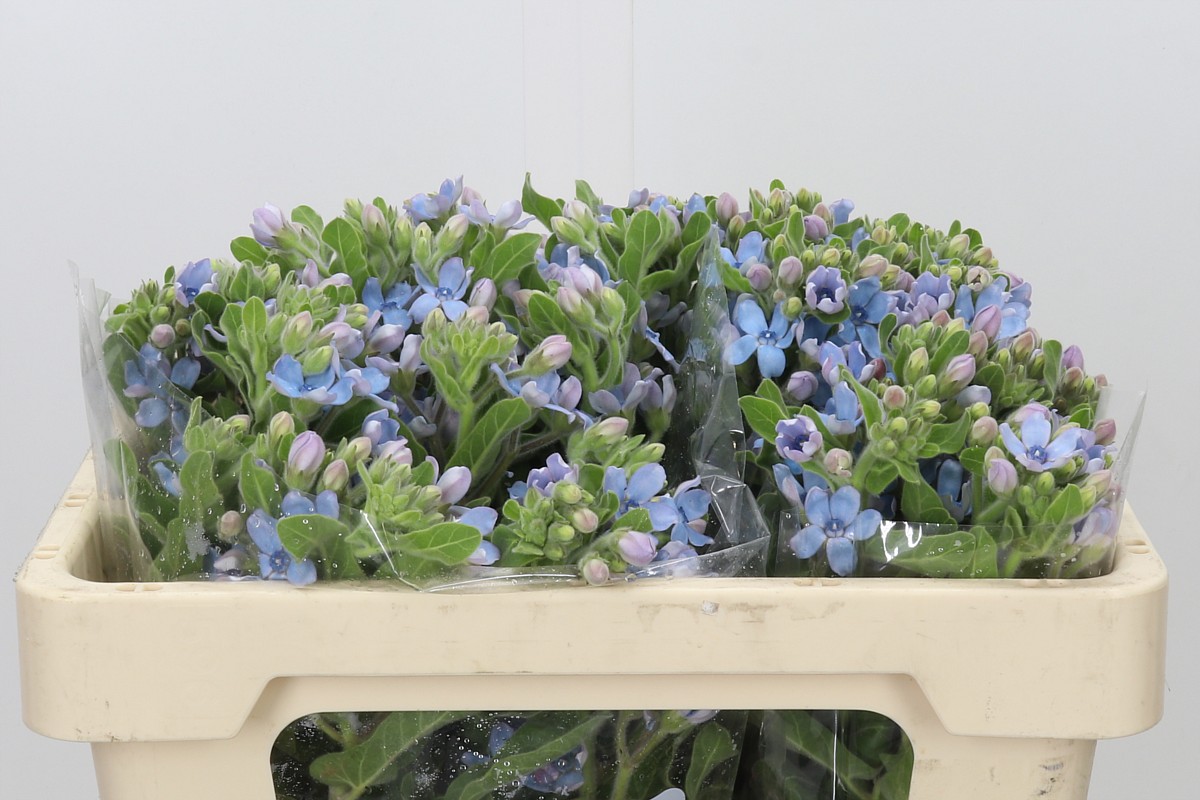 Tweedia Blue (Hoa sao xanh)