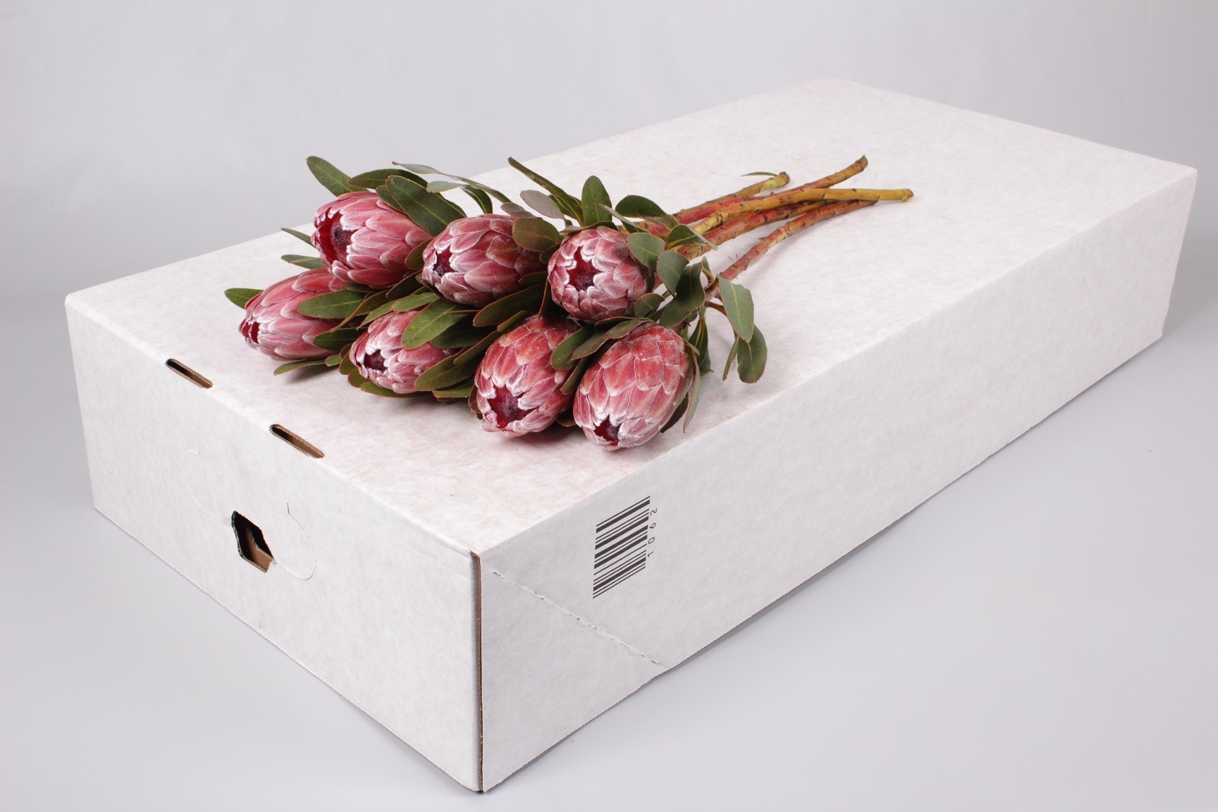 Thảo đường vệ nữ Pink Ice