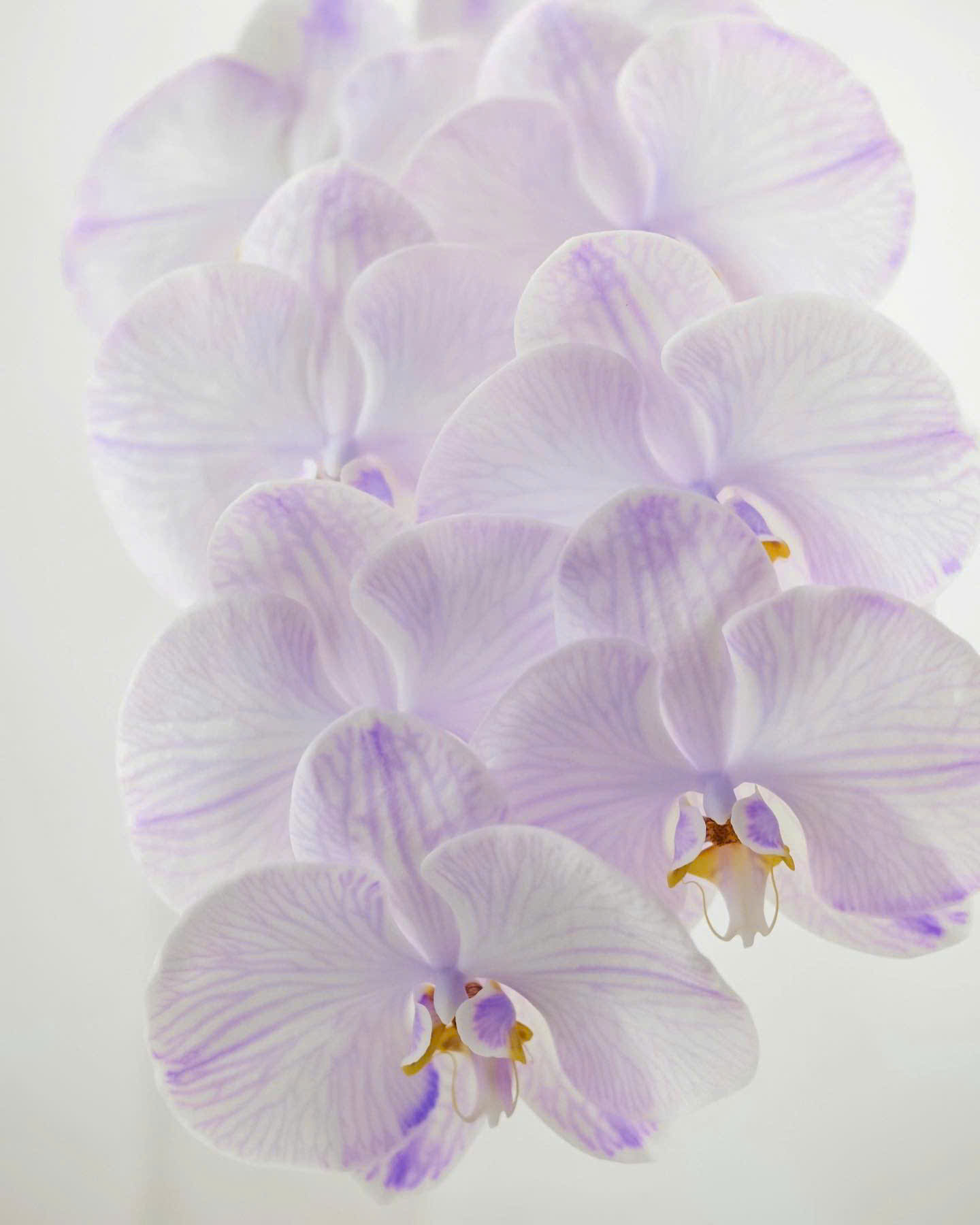 Cành hồ điệp nhuộm Lavender (Tím nhạt)