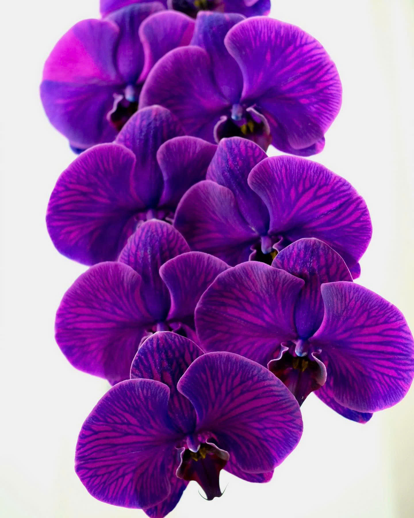 Cành hồ điệp nhuộm Royal Purple (Tím)