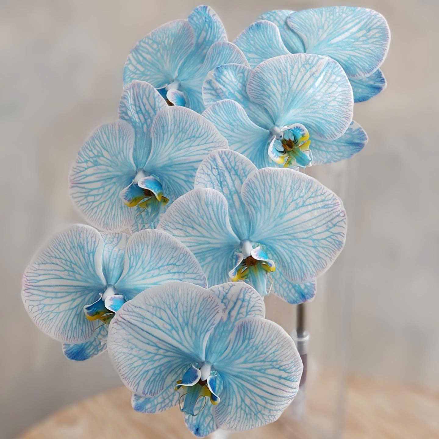 Cành hồ điệp nhuộm light blue (Xanh nhạt)