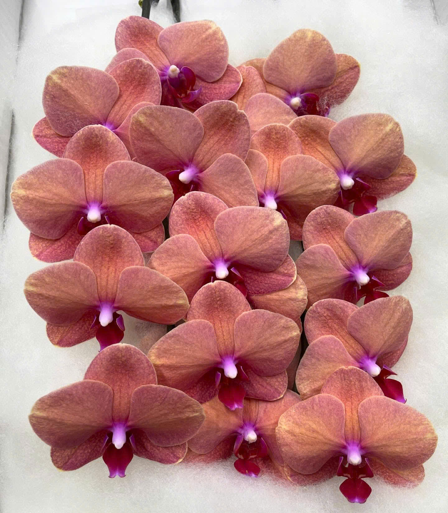Cành hồ điệp Tangerine (Cam đậm)