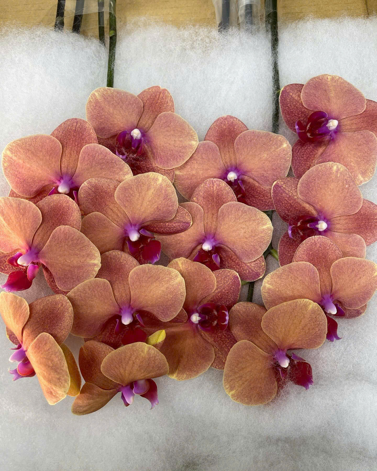 Cành hồ điệp Tangerine (Cam đậm)