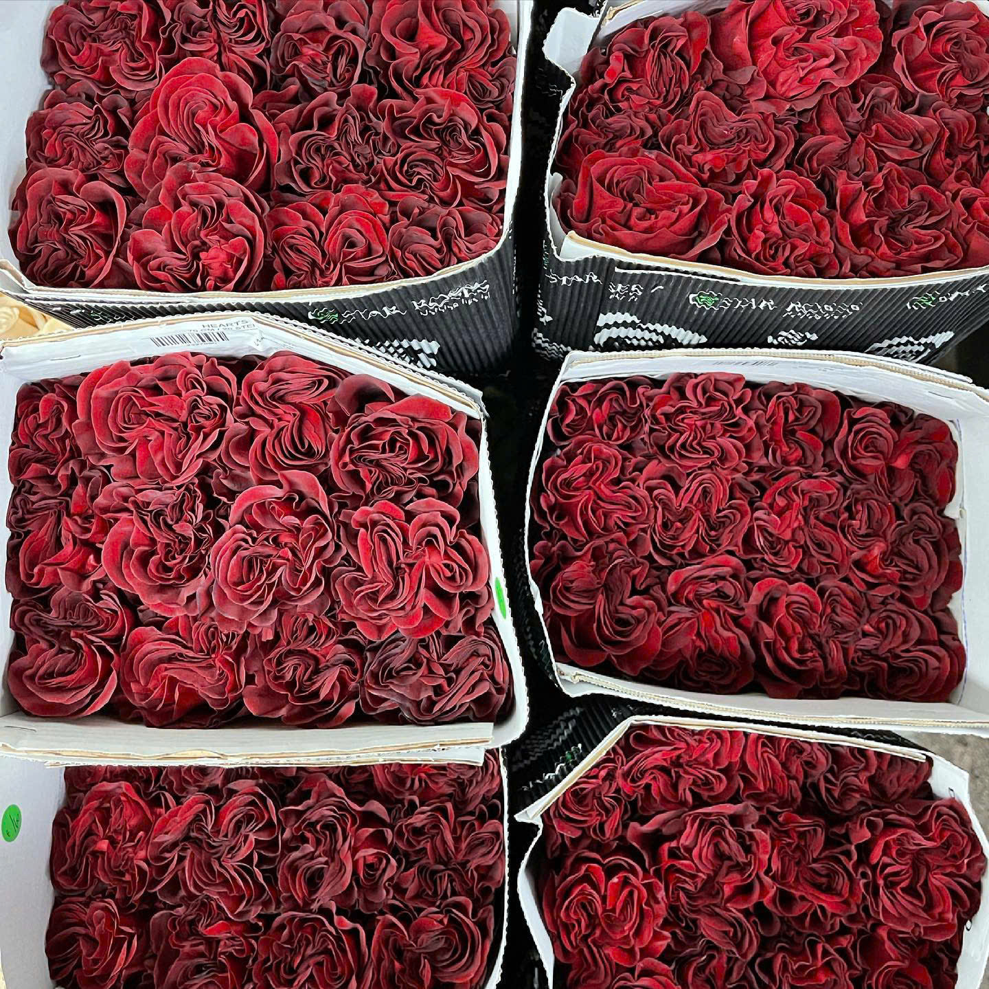 Hồng Heart (Đỏ)