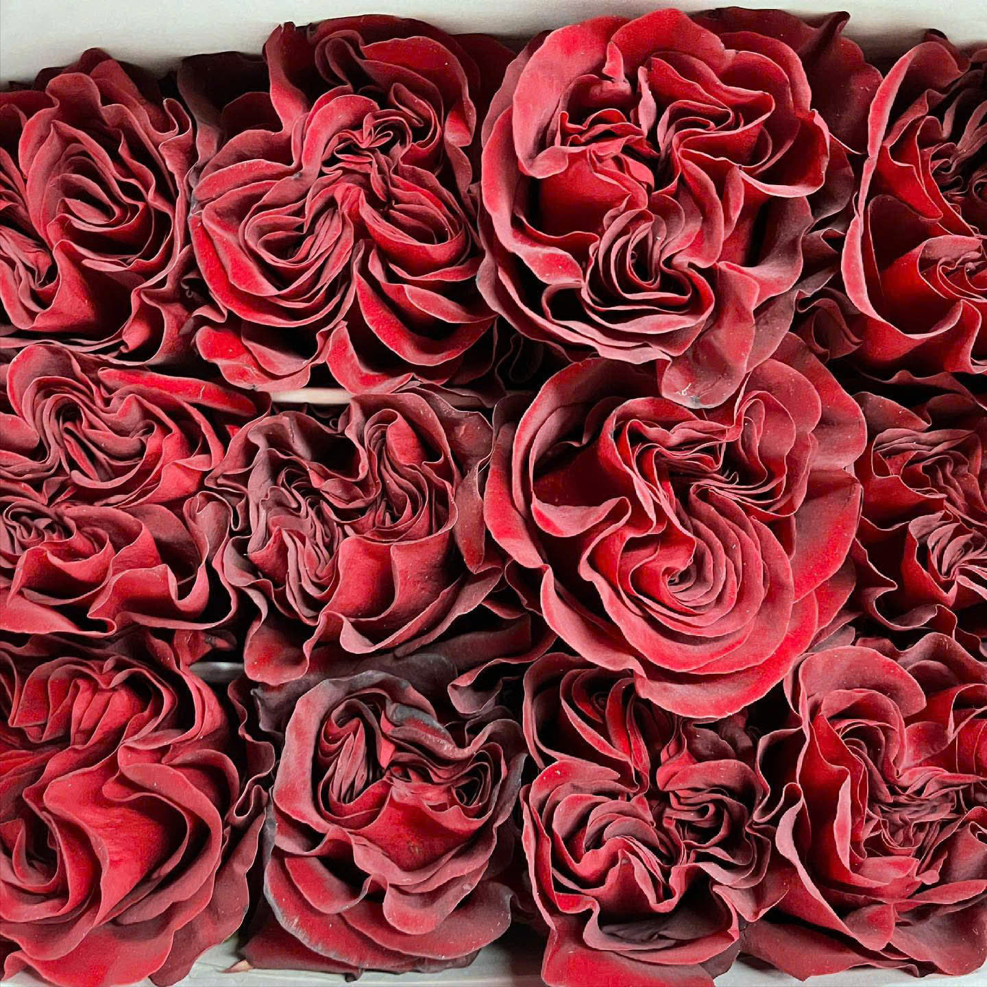 Hồng Heart (Đỏ)