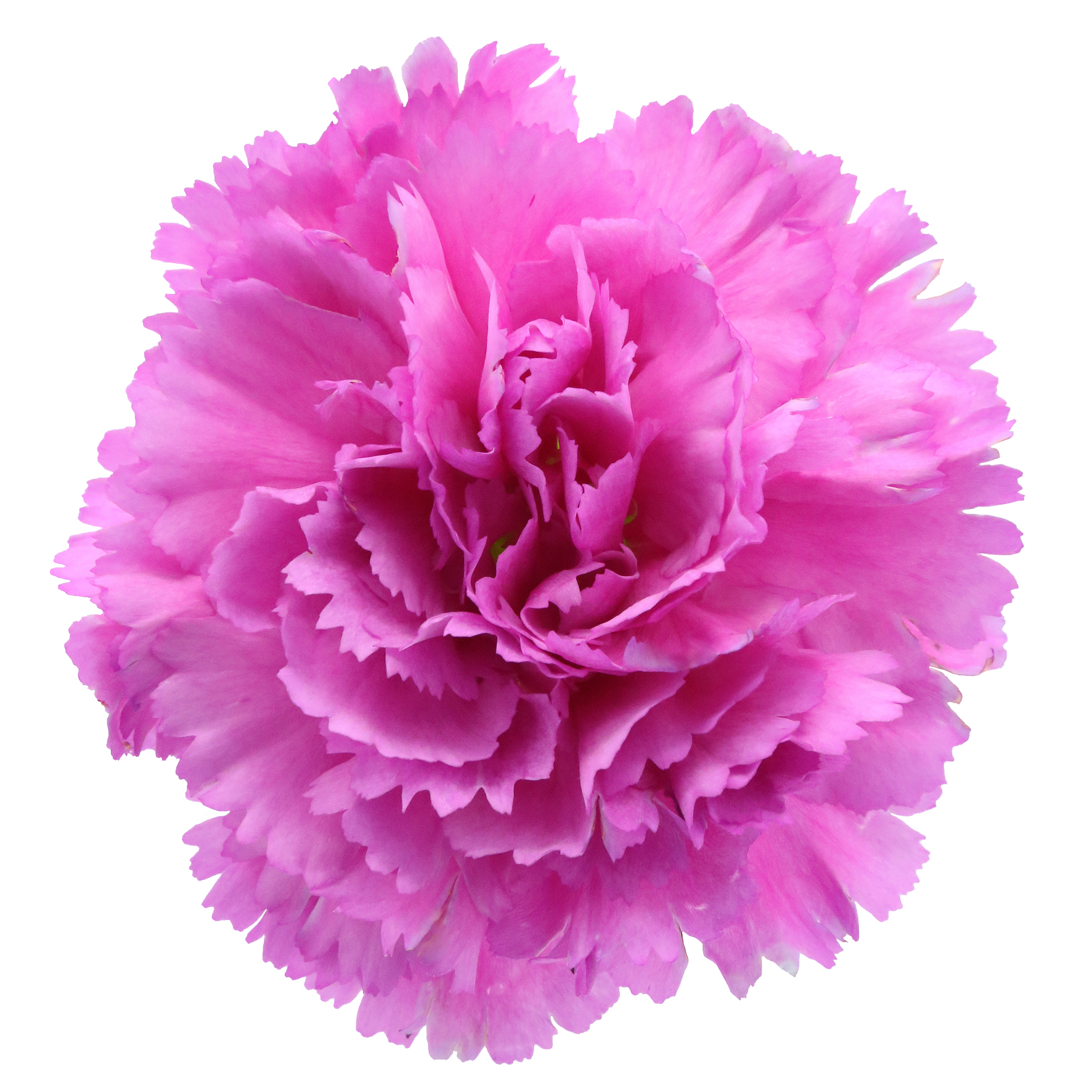 Cẩm chướng Tiepolo Fucsia (Tím hồng)