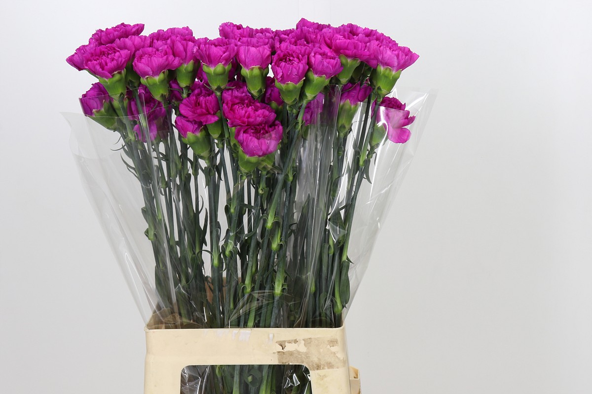Cẩm chướng Tiepolo Fucsia (Tím hồng)