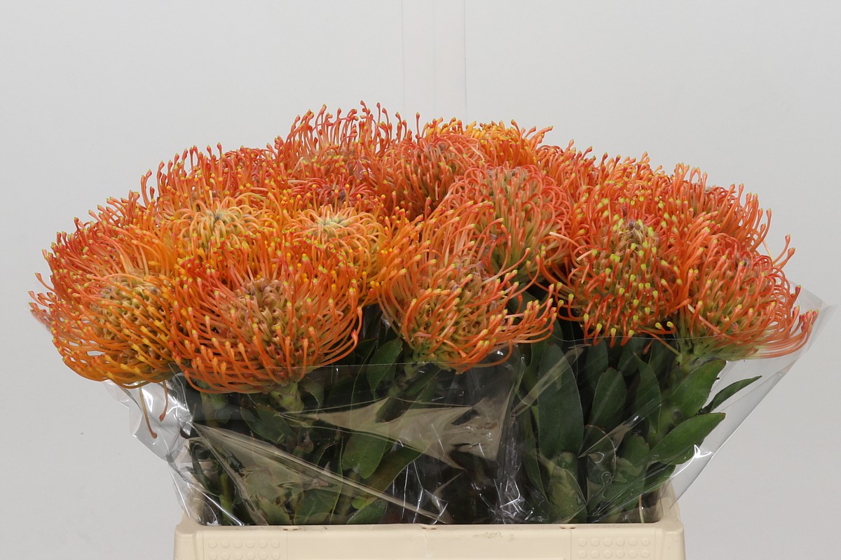 Thảo đường san hô Ayoba Orange
