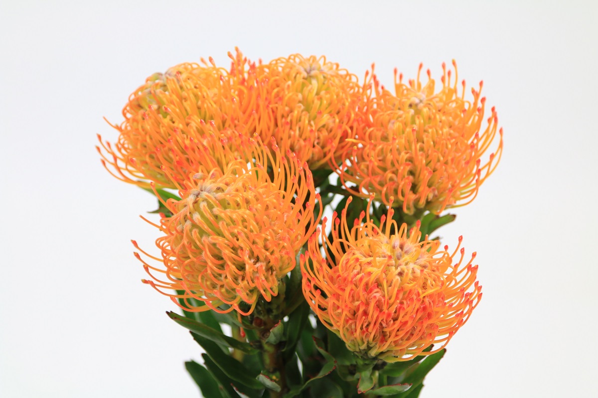Thảo đường san hô Ayoba Orange