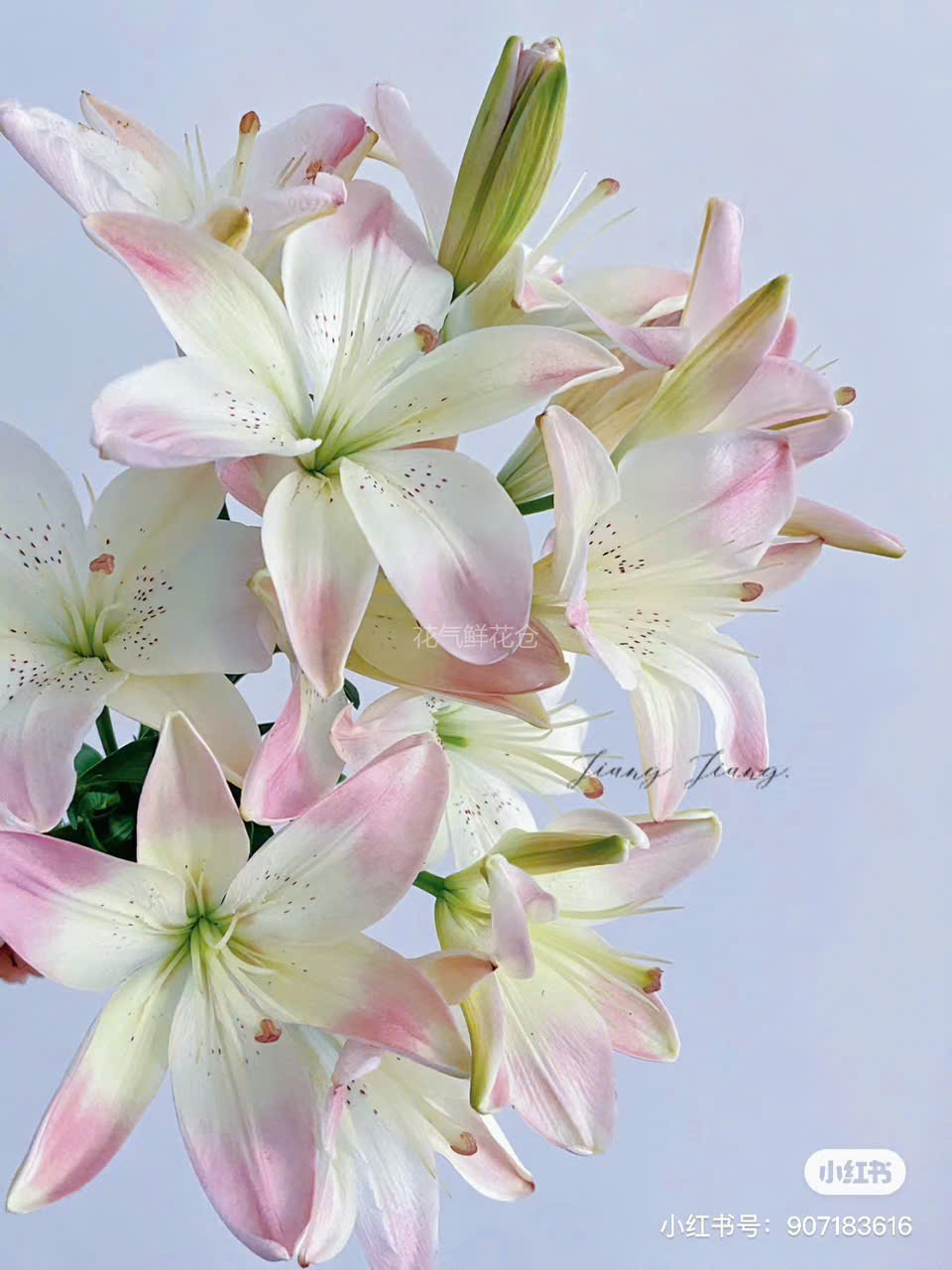 Hoa lily Sweet Love