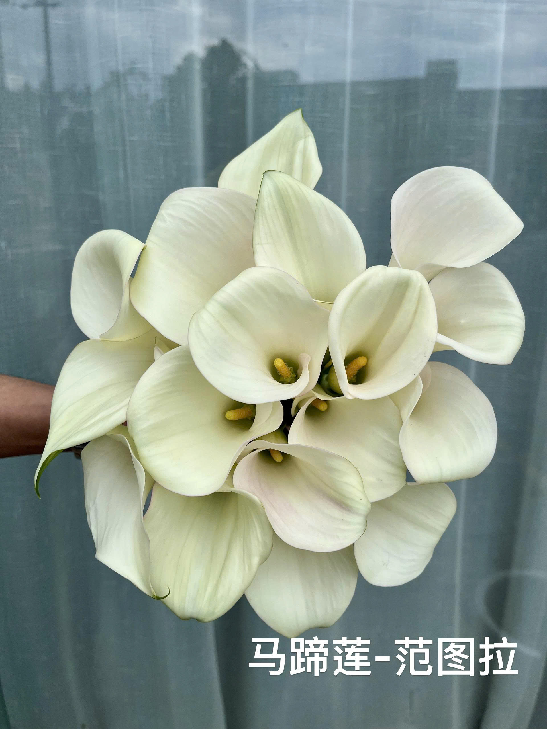 Calla Lily Trắng