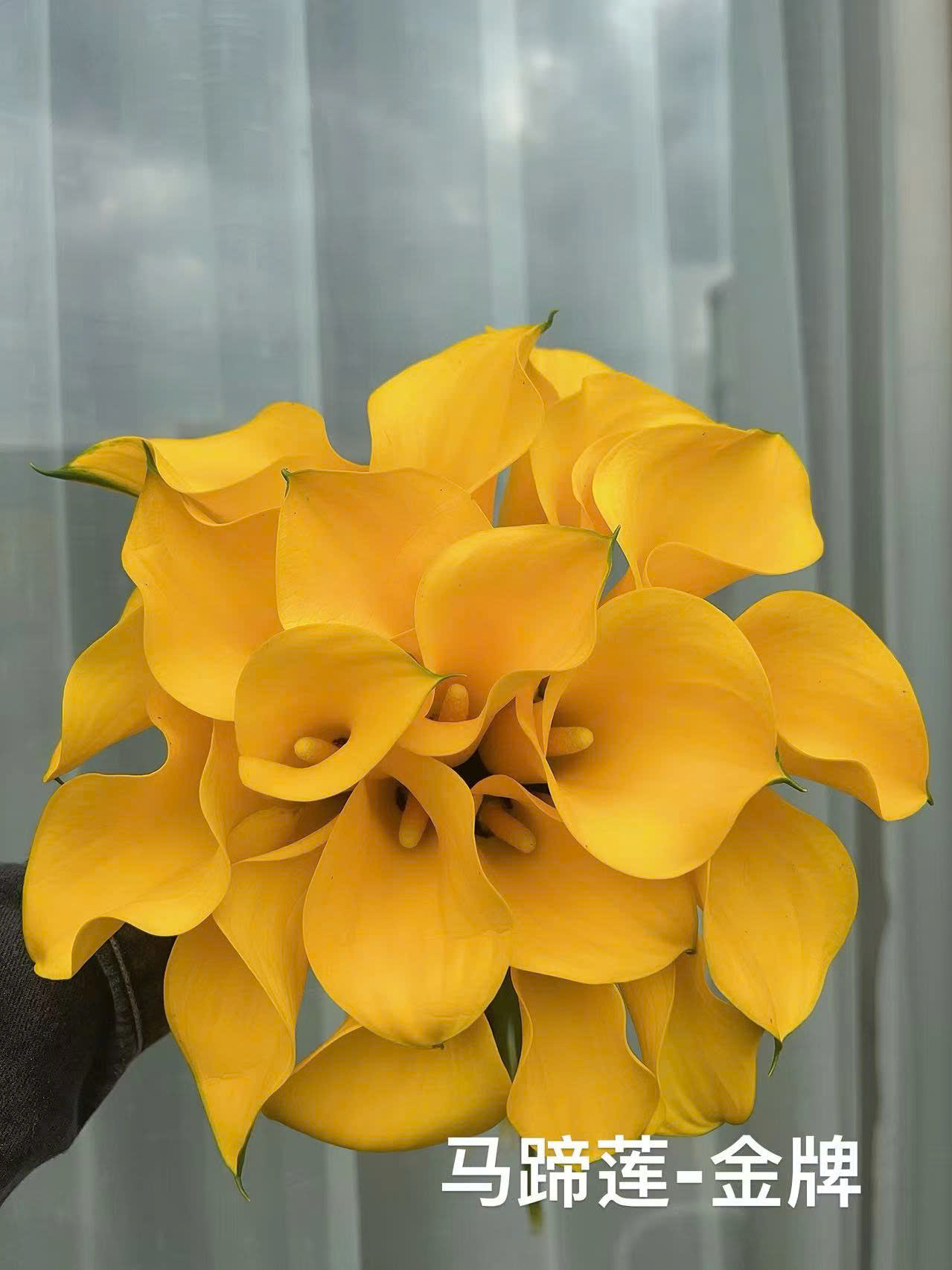 Calla Lily Sunny (Vàng)